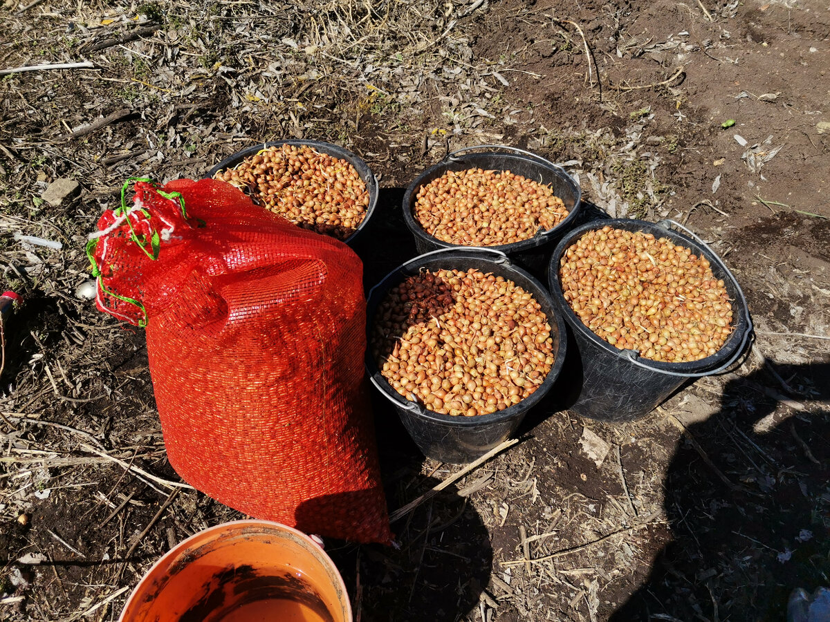 Золотой севок купленный в этом году для выгонки пера лука