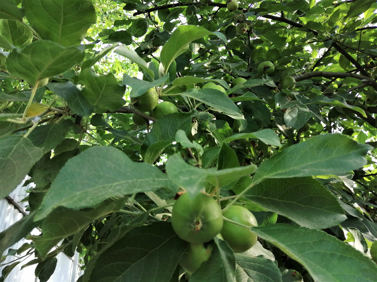 Ветка яблони