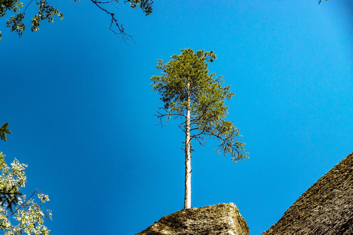 Дерево на Беличьих скалах