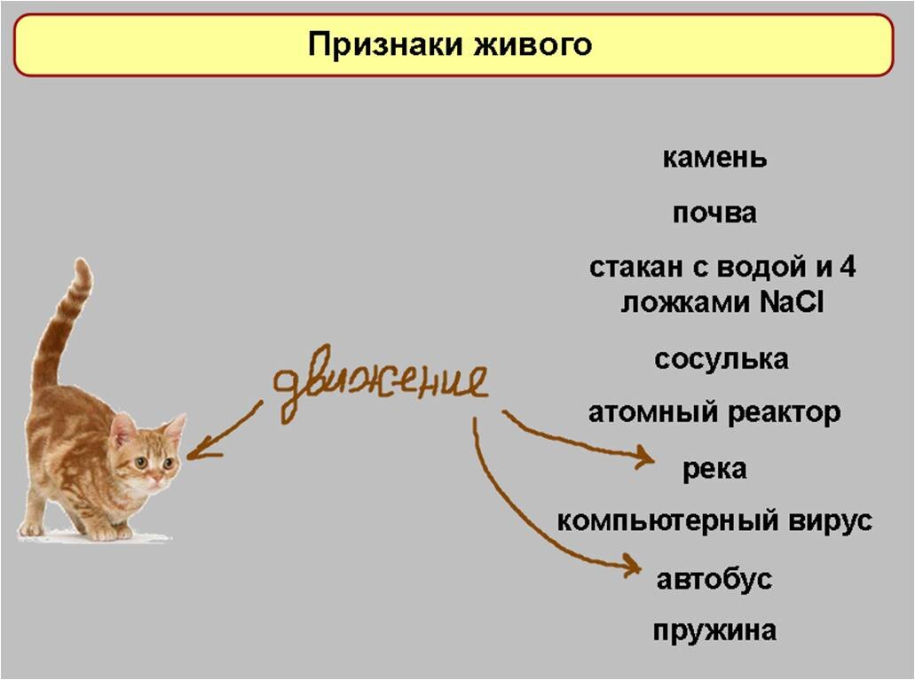 Вводный урок в 9 классе. Предмет общей биологии. Забирайте и критикуйте |  Елена Сова: пуд соли в школе | Дзен