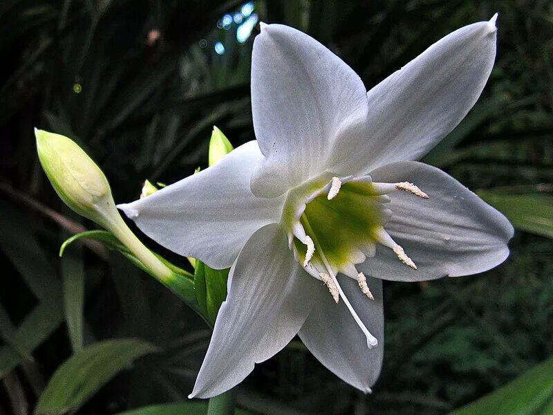 Eucharis Amazonica