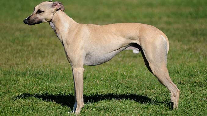 Невероятные рекорды ксолоитцкуинтли: самые быстрые, умные и сильные собаки