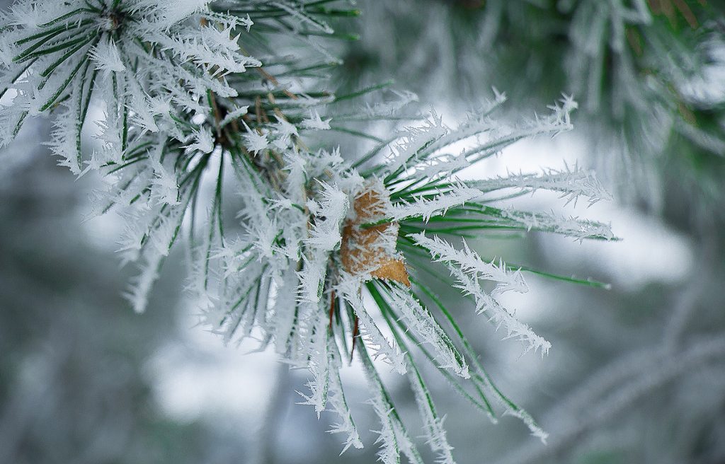 Рисунок №2. Зимняя сказка - снежинки в форме ледяных тончайших игл.