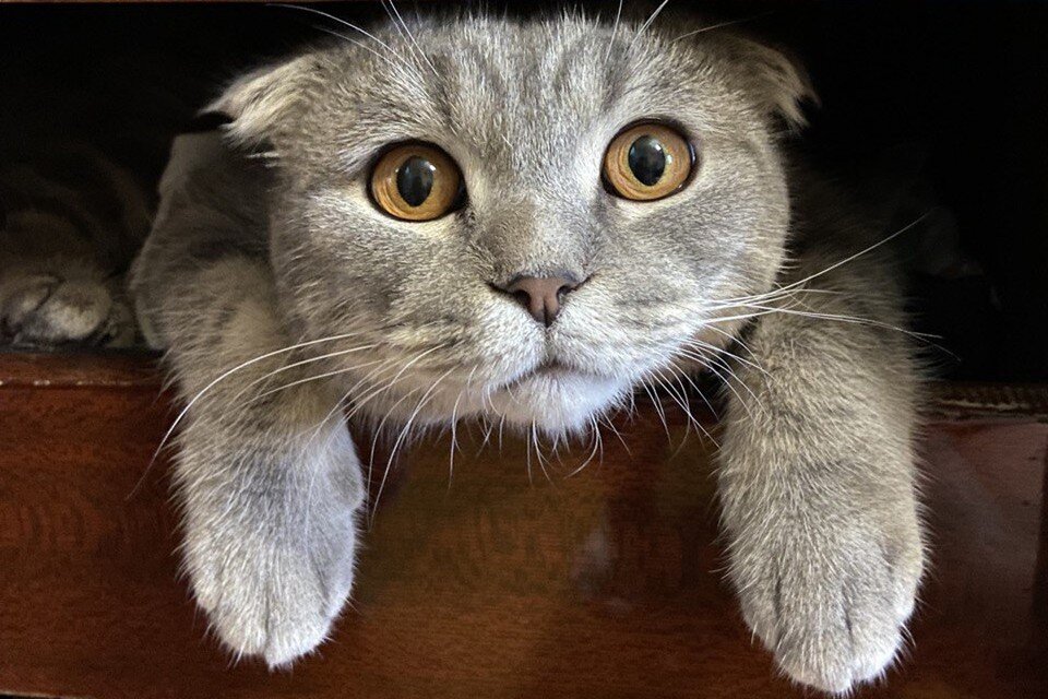    Приют частично погасил долги в ветеринарных клиниках Анна СЕМИНА