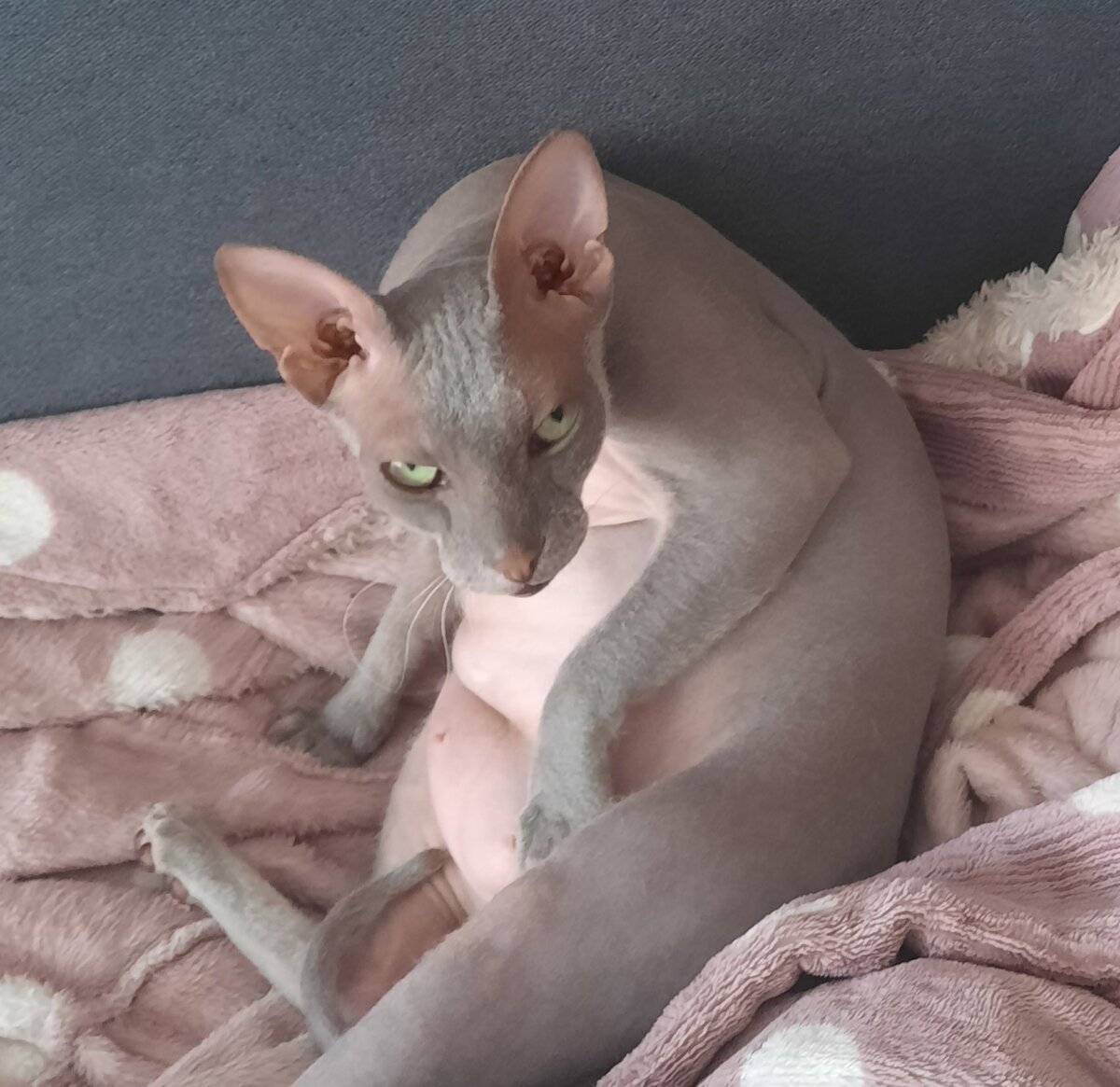 Так выглядит  совесть 😉