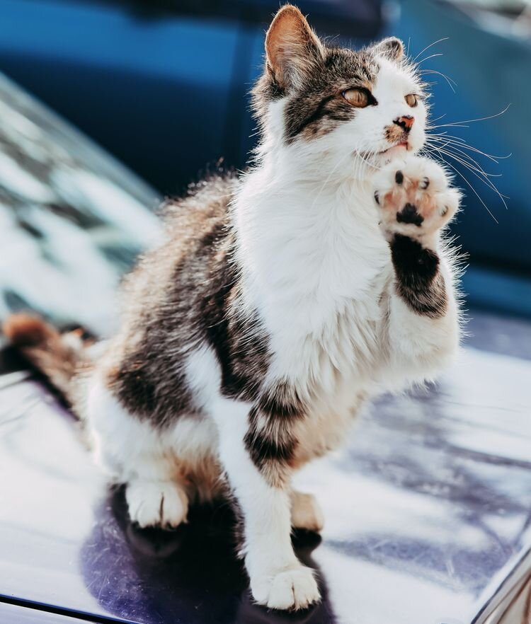Источник: https://unsplash.com/photos/zRJUr-h8esA