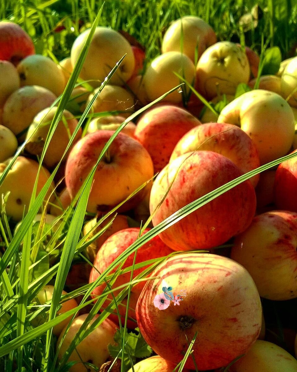 Фото автора/год выдался щедрым на яблочки🍂🍎