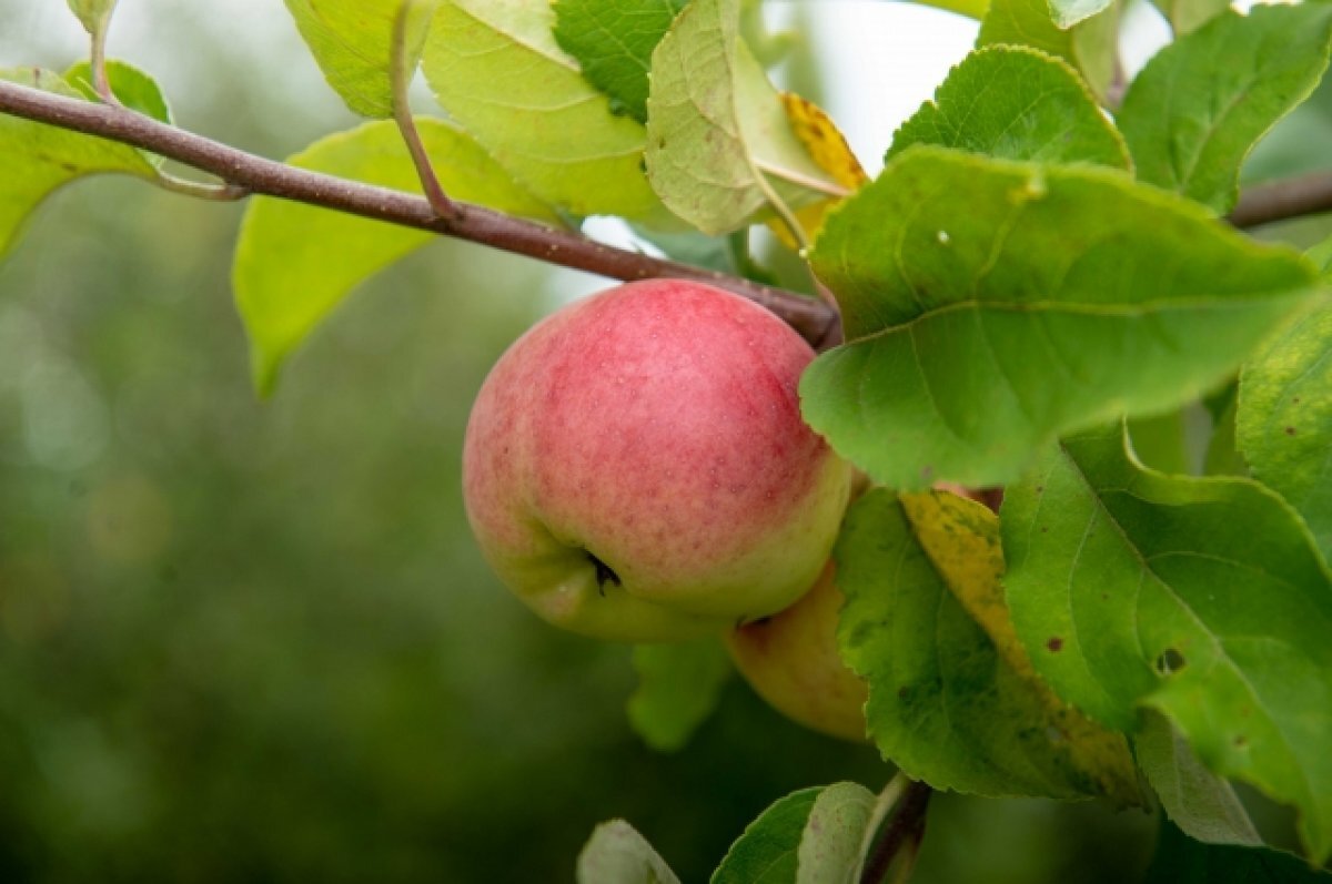    2023 год в Алтайском крае оказался неурожайным на яблоки