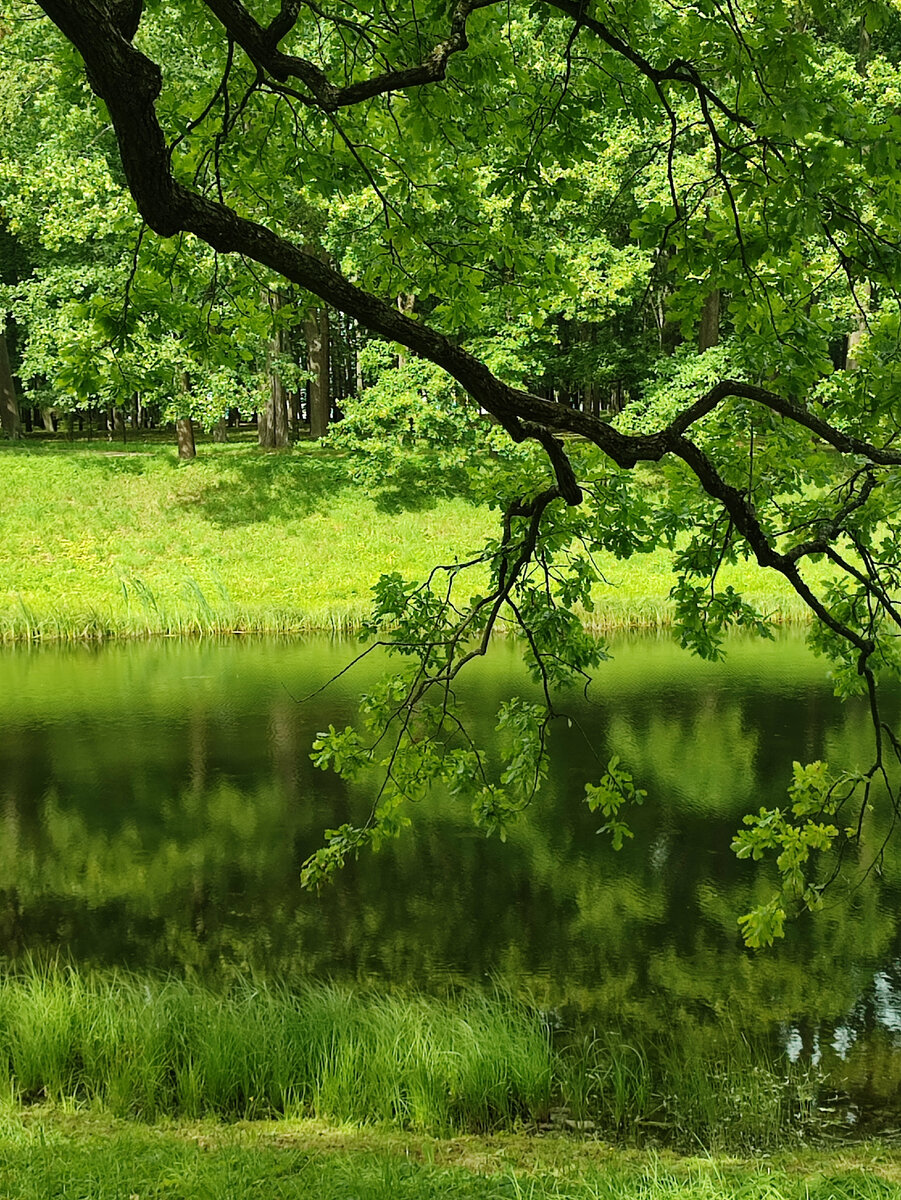 Вдоль канала, мимо плотины Зеленый мост. Оно и правда все зелёное ☺️