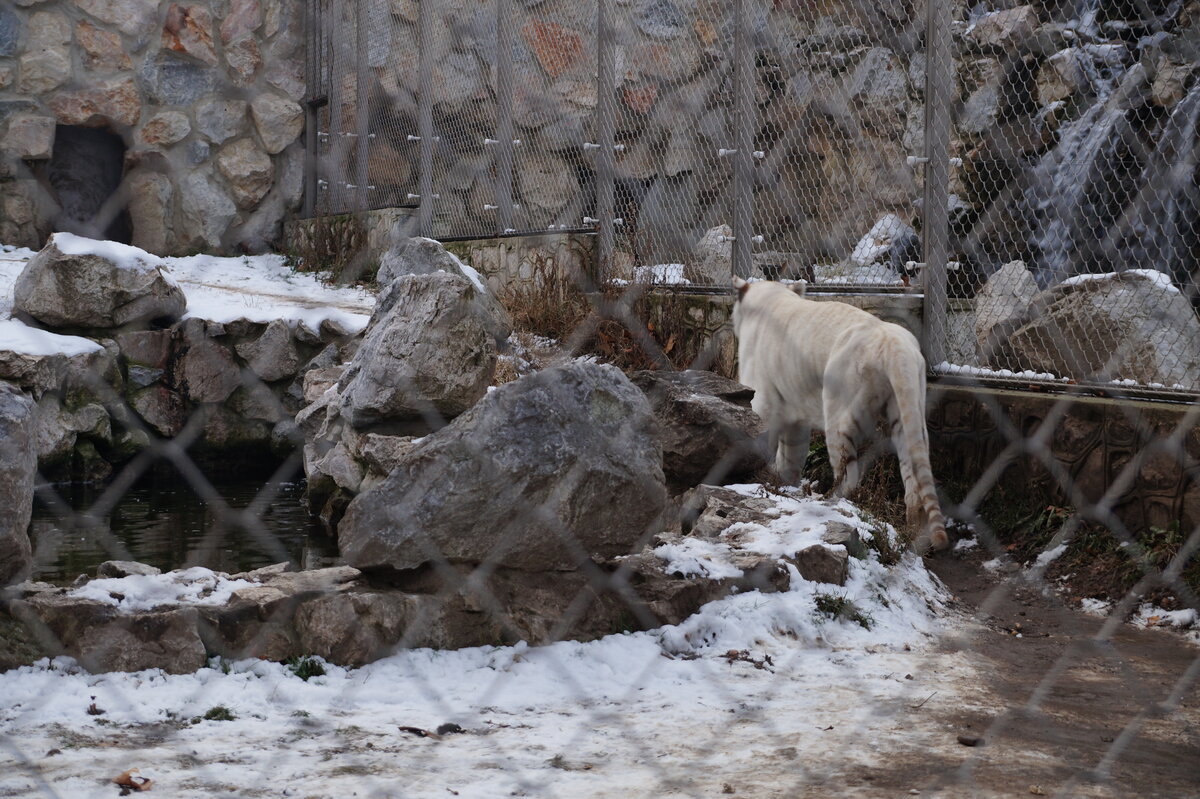 Кто живет в Белградском зоопарке?