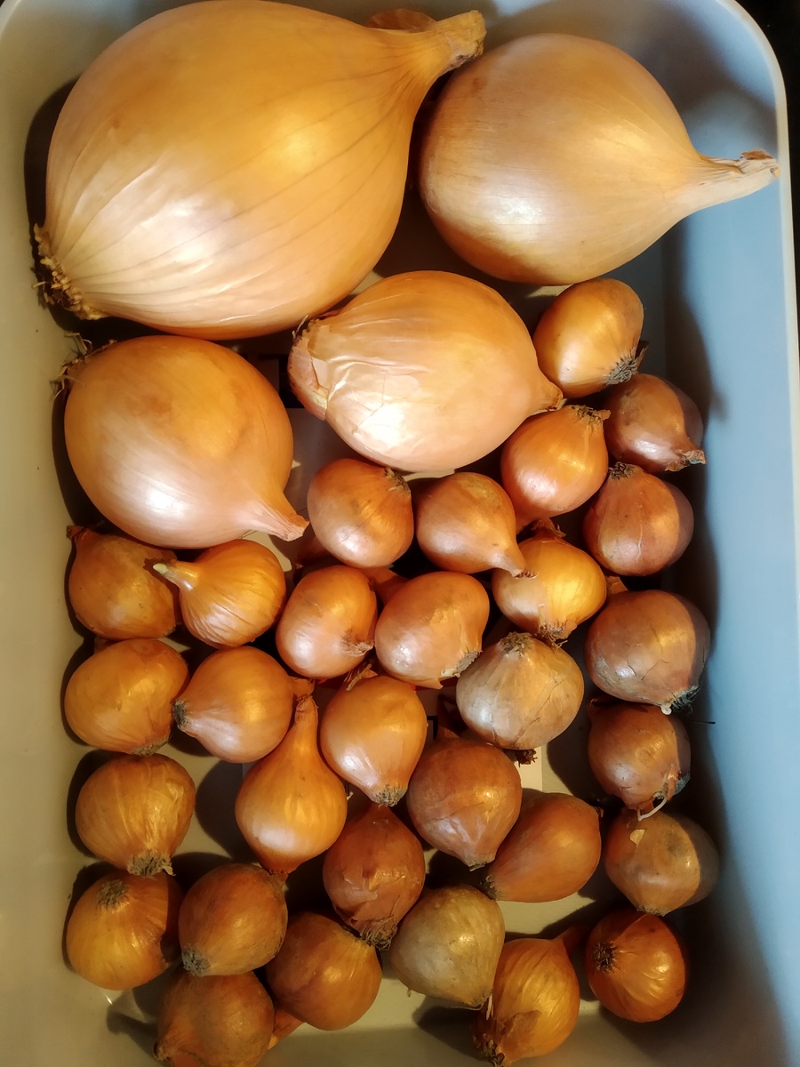 Вырастут большие