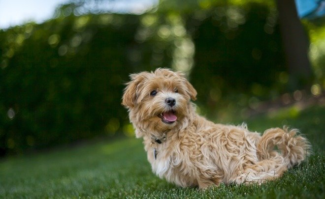  
Фото: pixabay.com