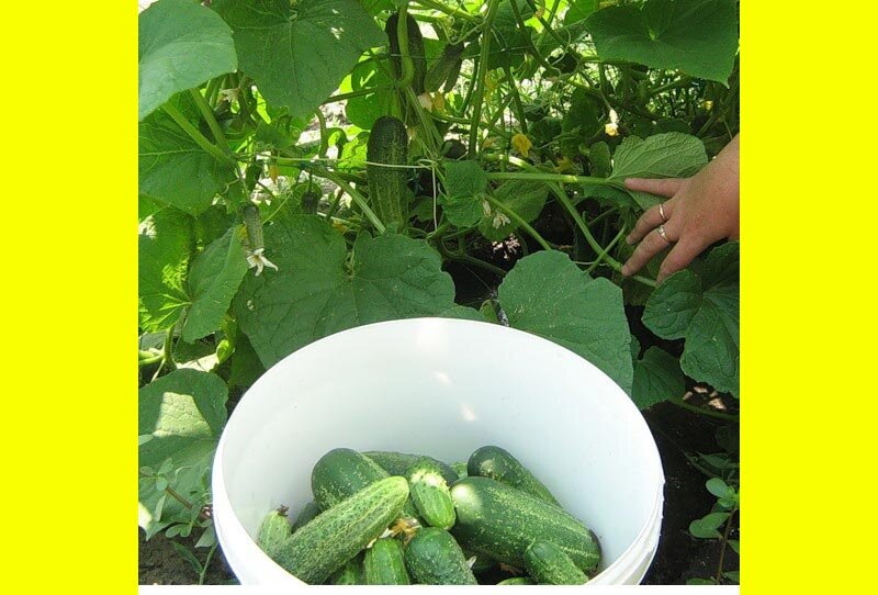 Фото взято с яндекс картинок с целью иллюстрации