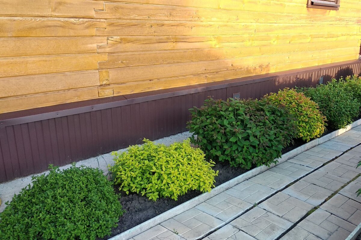 А это спиреи на сегодняшний день. Жаль, не сделала фото в начале мая, когда листья были разноцветные. Фото автора.