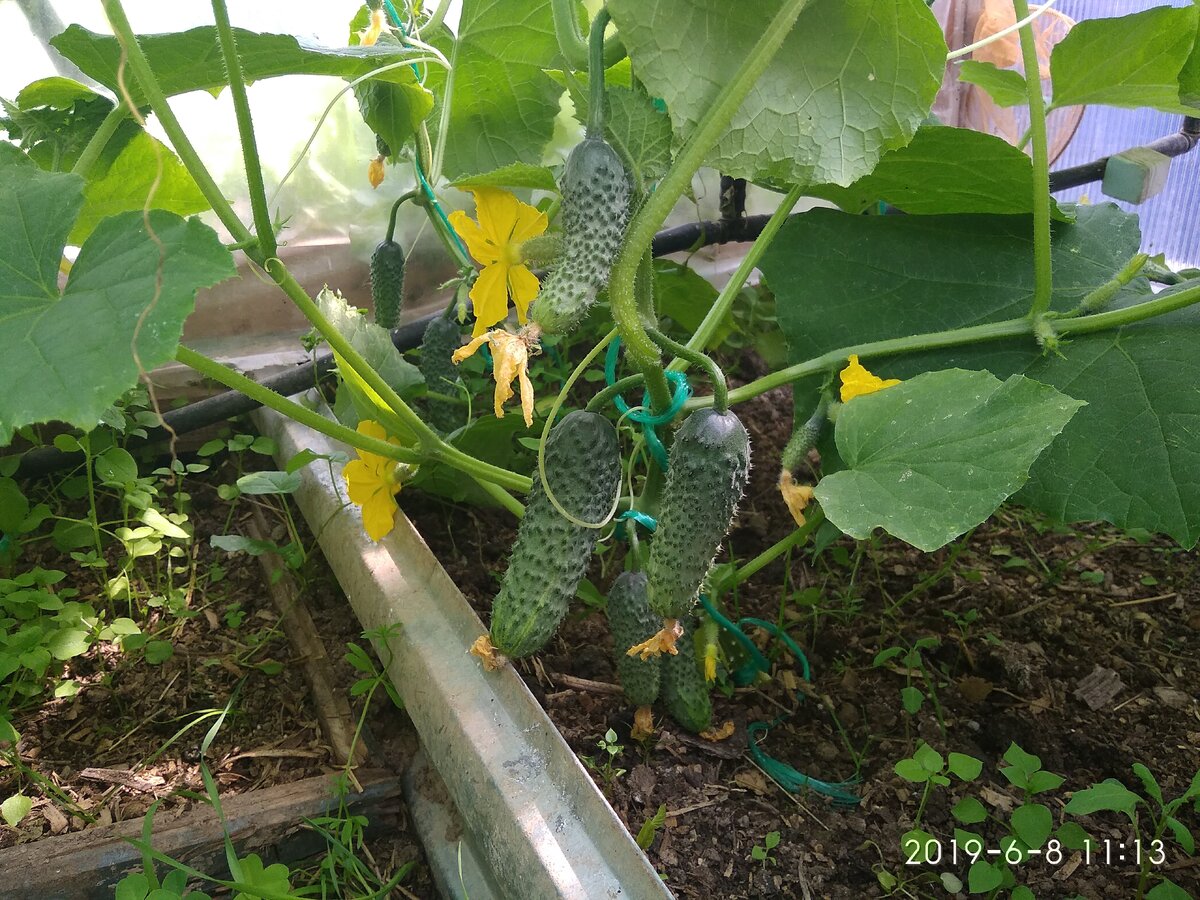 У меня в теплице уже выросли огурчики- класс!!!