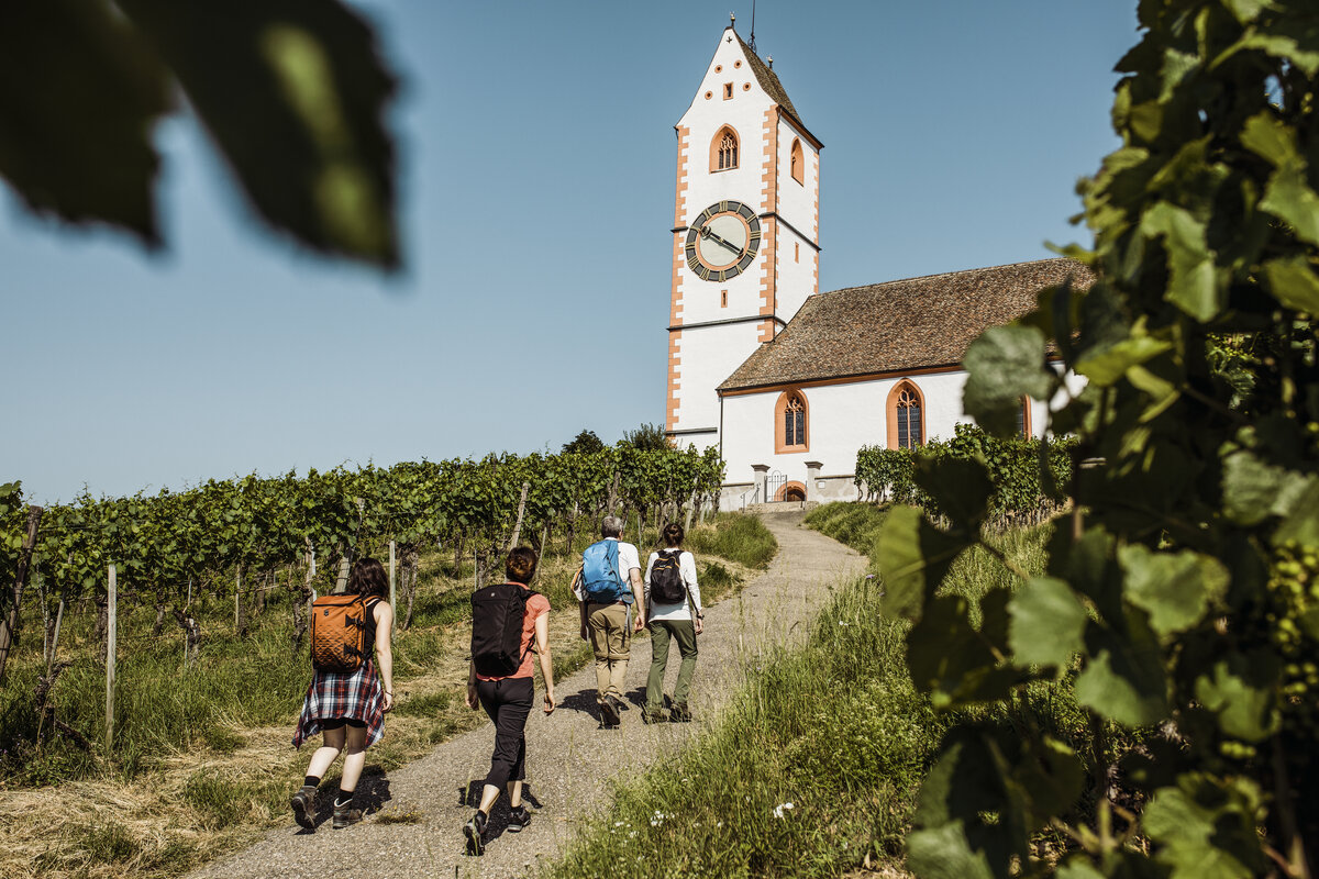 В основном здесь выращивают виноград сорта блаубургундер (более известный как пино нуар).                         