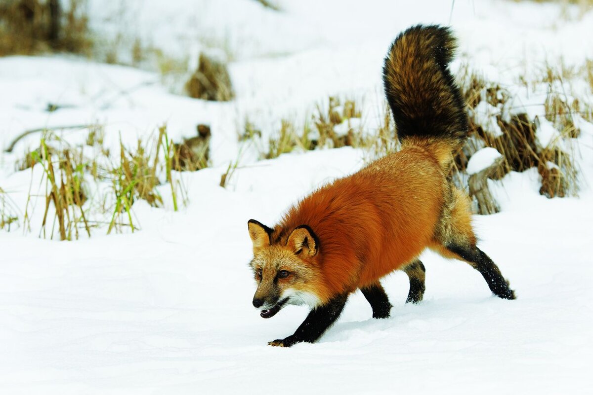 Фото: Jeannette Katzir Photog / shutterstock