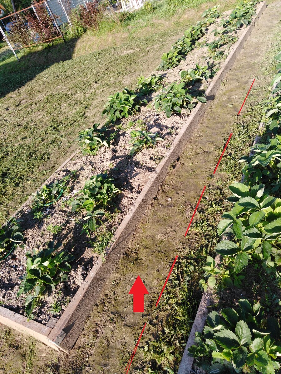 Дорожки между грядок. Фото автора.