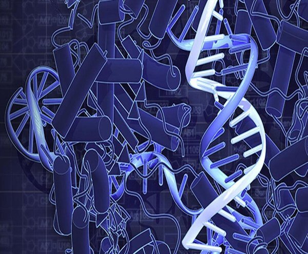 sn-bettercrspr.jpg Changes to the DNA-cutting enzyme Cas9 make CRISPR more precise. Adapted from H. Nishimasu et al., Cell, 156, 5 (2014); Wikimedia/Creative Commons 
 