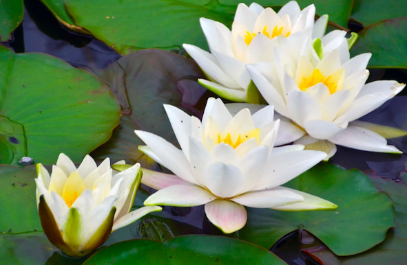 Кувшинка белая Nymphaea alba 
