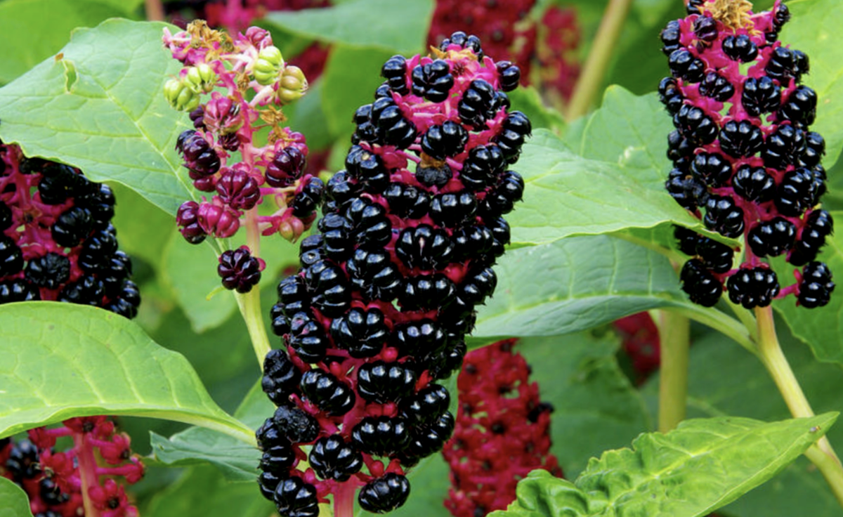 Phytolacca americana