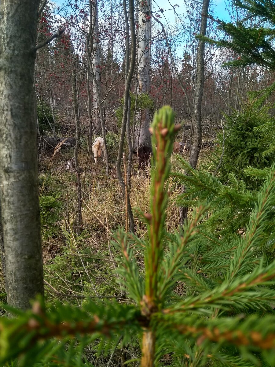 Козы беззаботно пасутся. Но я в лесу не войду, не прикинув где солнце относительно дома. 
