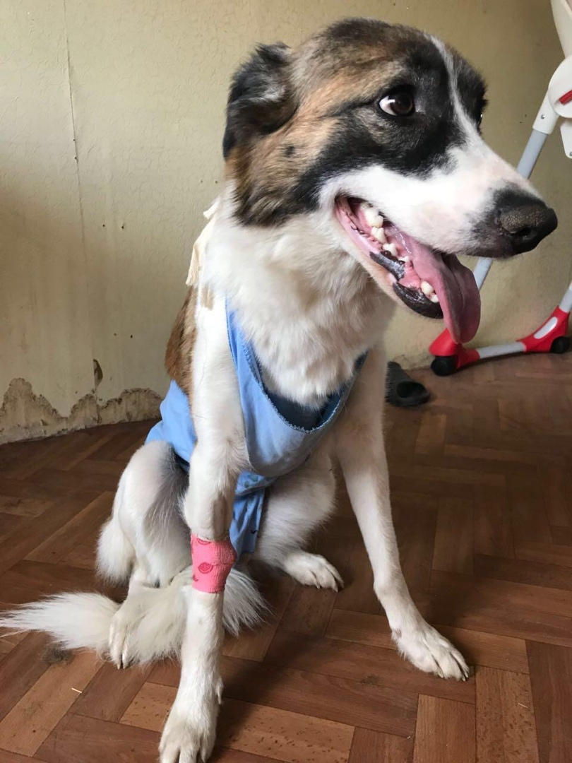 На передержке.