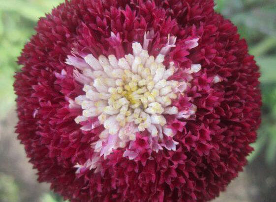 Дешево доставка цветов любимого сорта в Казани может быть только в магазине флористики «Парижанка».