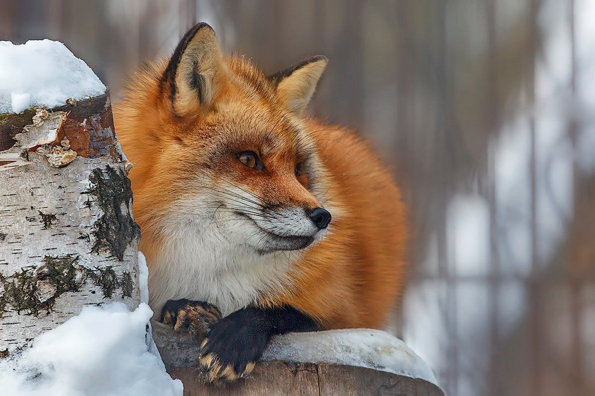 Fox новосибирск. Лисица в Московском зоопарке. Новосибирский зоопарк лисы. Обыкновенная лисица в Новосибирском зоопарке. Обыкновенная лисица.