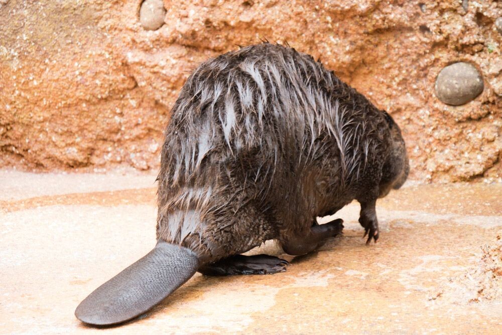 milmed / Shutterstock