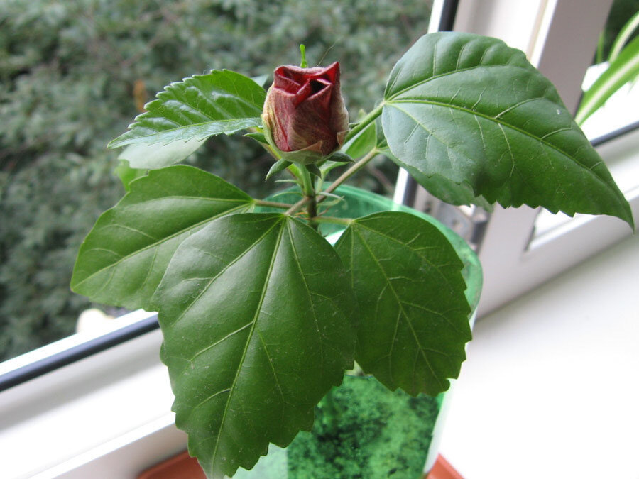 Китайская роза (Гибискус) не цветет в домашних условиях: почему это происходит и что делать?