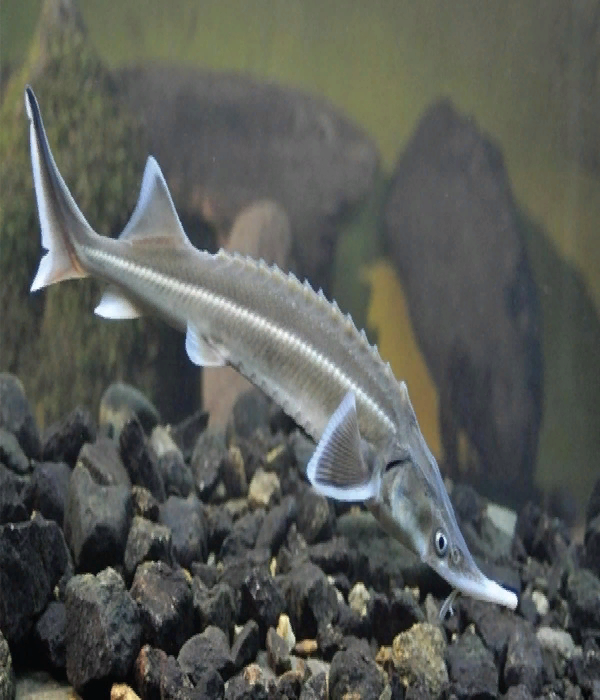 http://nakamaaquatics.id/2019/08/04/acipenser-ruthenus-si-ikan-fosil-bernama-sterlet-yang-hidup-di-air-dingin-sturgeon/