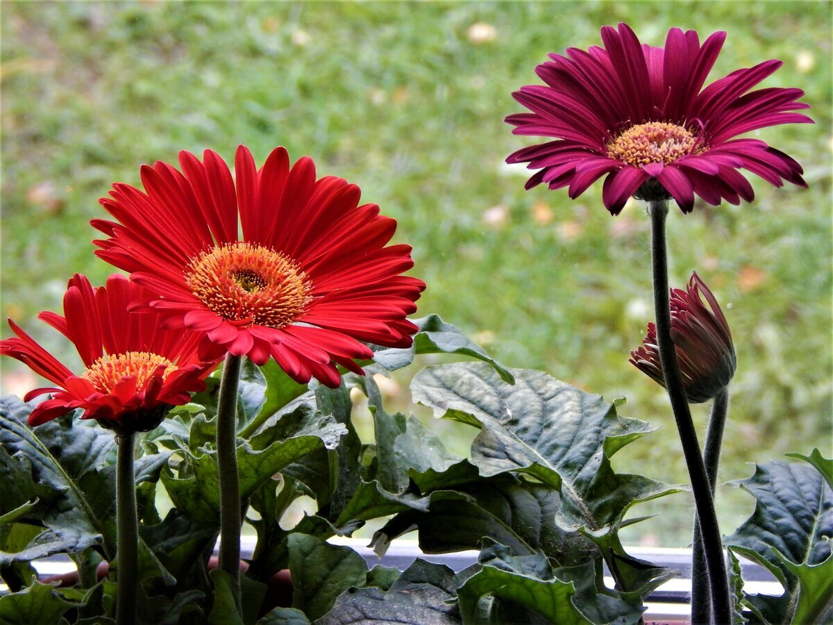 Герберы Джеймсона REVOLUTION Select Mixture Improved