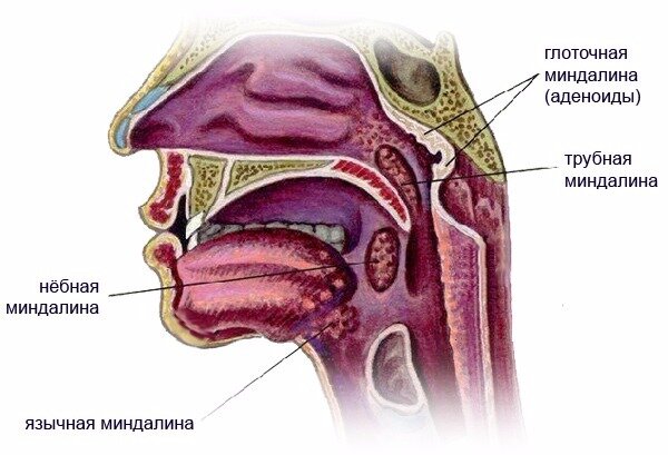 6 симметрично-парных образований: небные миндалины, трубные миндалины, а также носоглотчная и язычная.