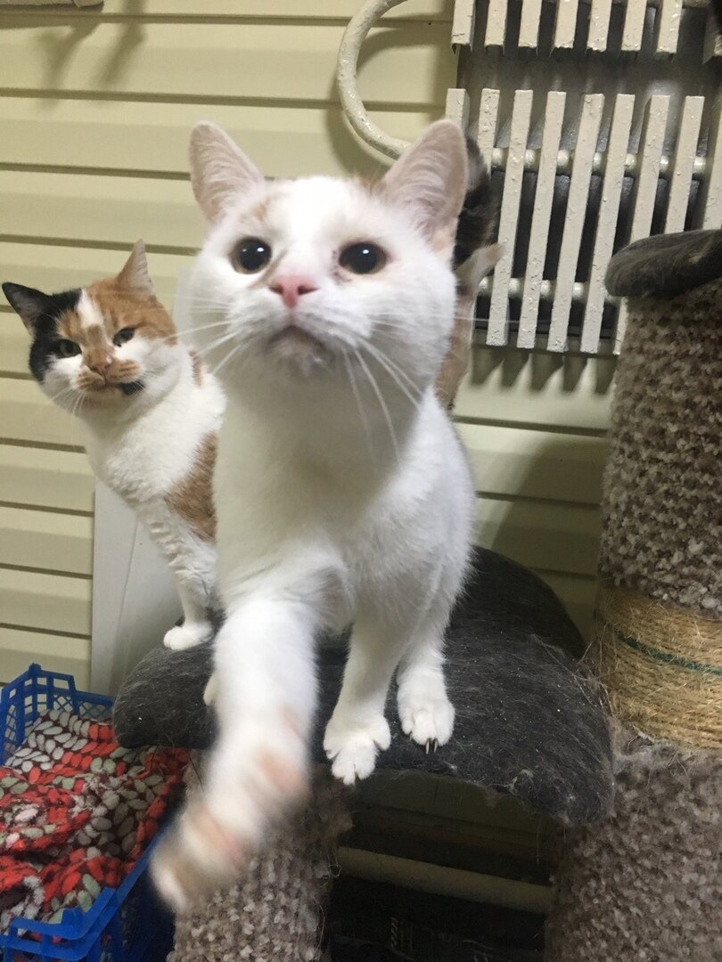 возьми меня на ручки