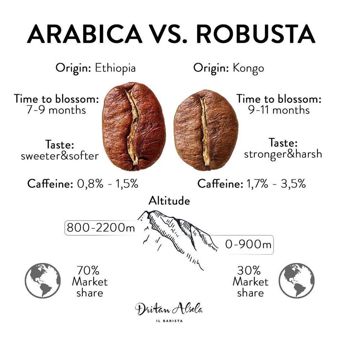 Зерна арабики и робусты отличия. Зерно Арабика и Робуста разница. Зерна арабики и робусты в сравнении. Отличие кофе Арабика от робусты.