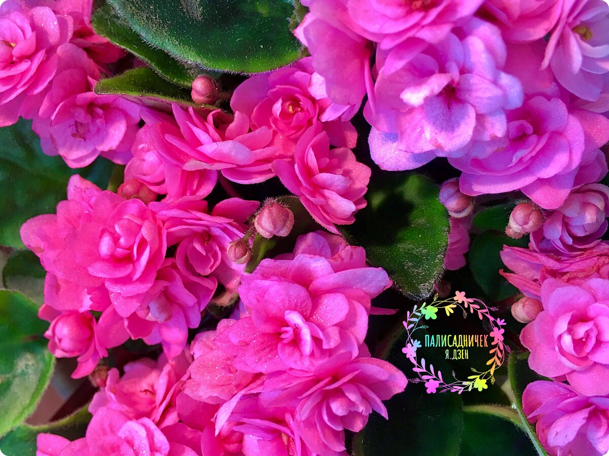 Chanta-Iana, она же Розовый Дым. Голландский промышленный трейлер. Нет у него автора, представляете? 