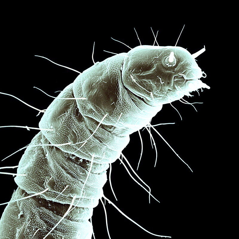 Домашний житель.