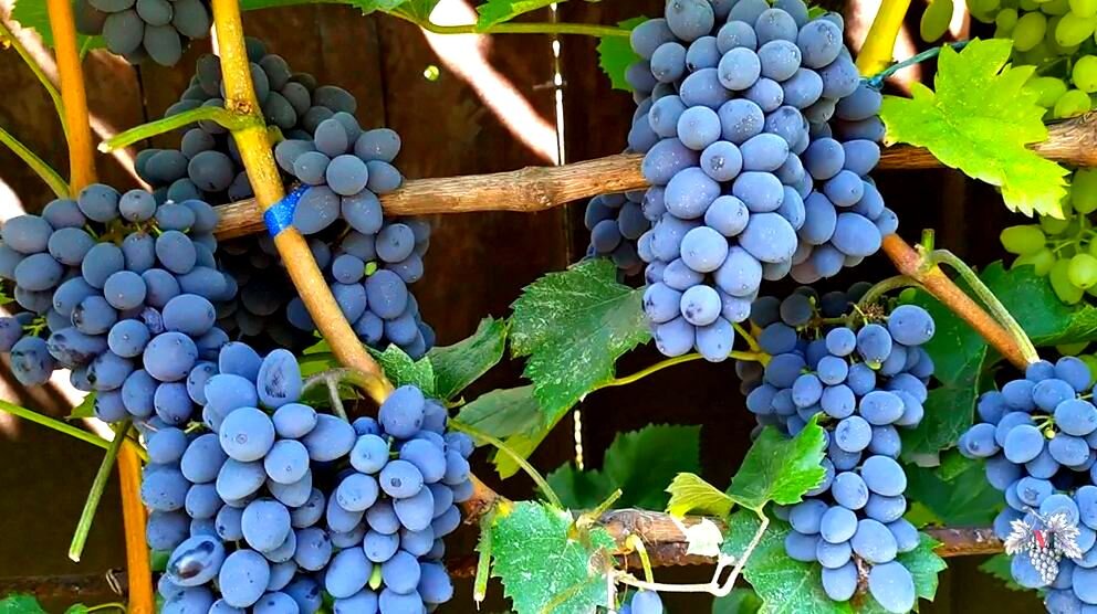 Виноград "Кишмиш Юпитер"  