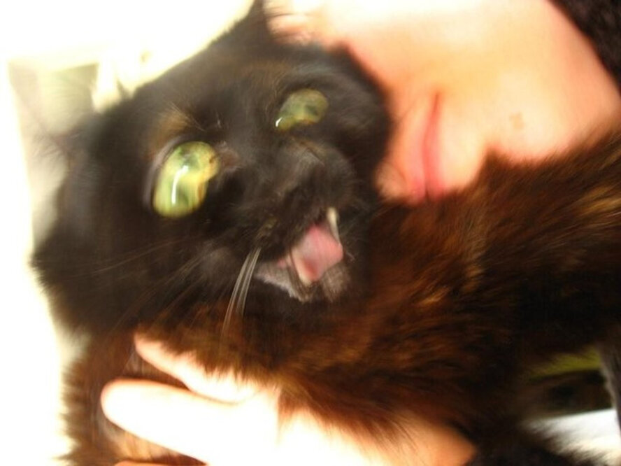 Я топчешь не правда ли?