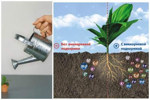 Полил какой корень. Корневая и некорневая подкормка. Корневое удобрение. Некорневая подкормка растений. Удобрение корень.
