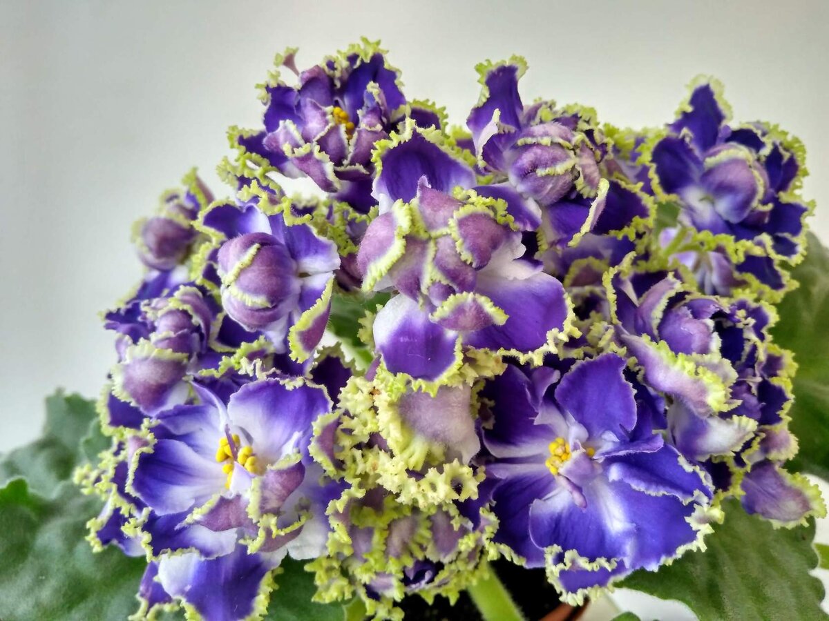 Сенполия "Дух воды"