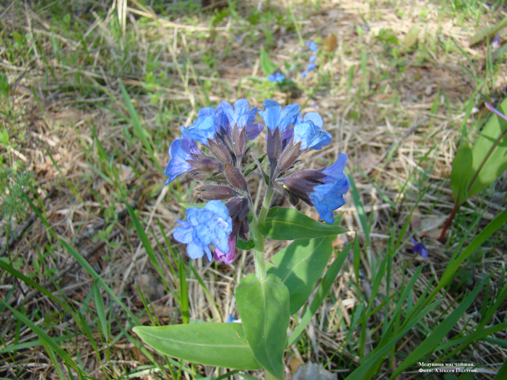 Медуница мягчайшая. Фото: Алексея Полтева.
