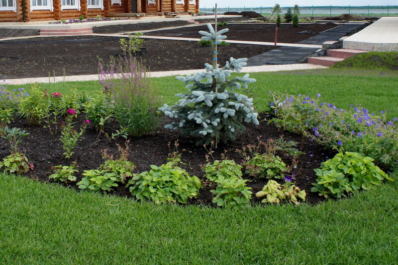 Второй месяц после посадки растений, фото мое