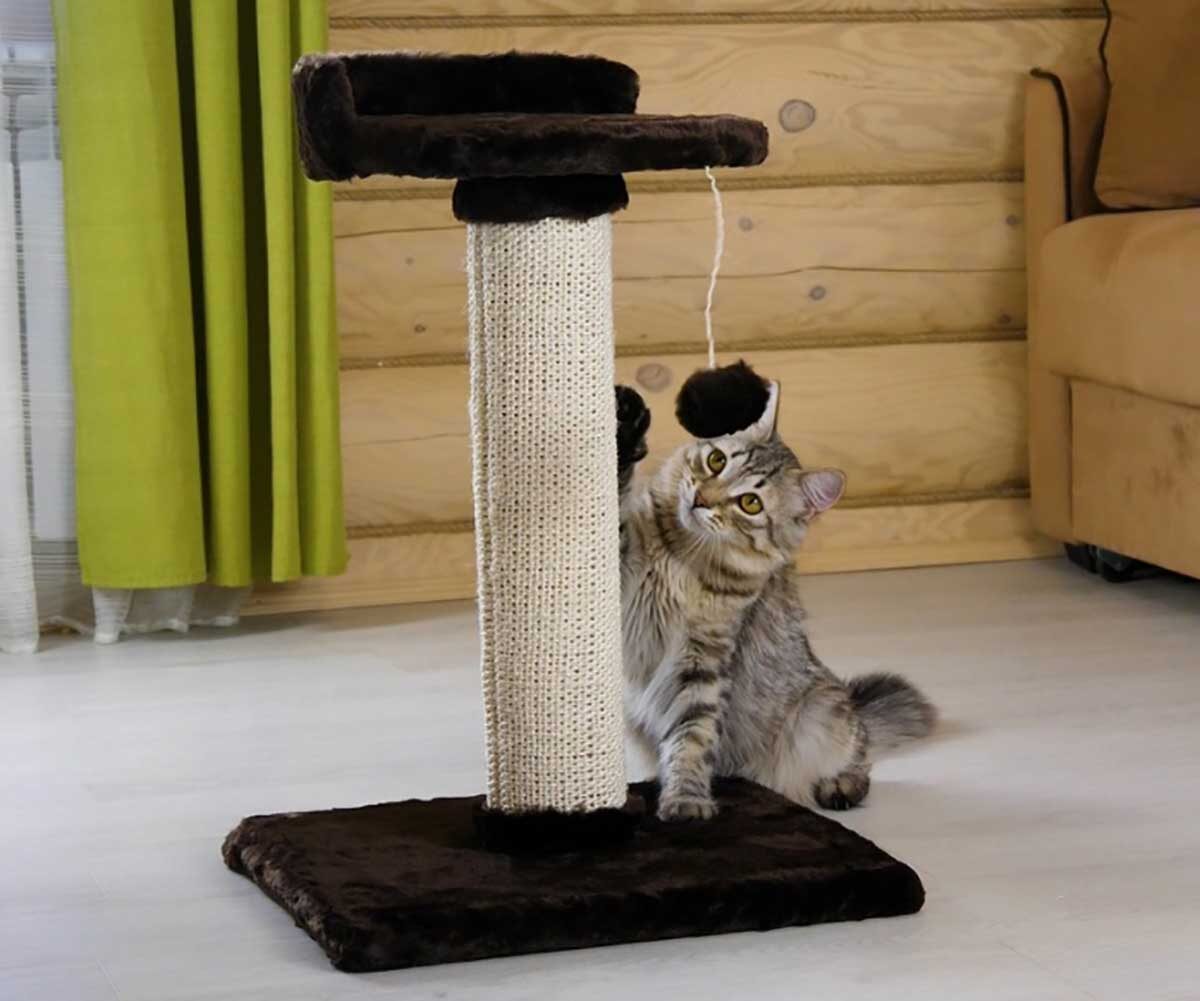 Когтеточка.Источник Яндекс картинки.