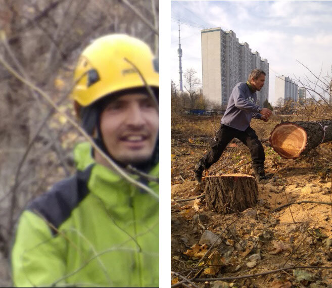 Уничтожение деревьев в Москве