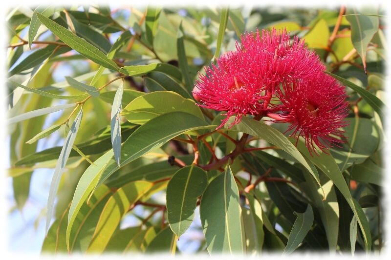 Изображение с сайта https://naychnoe-pitanie.ru/wp-content/uploads/2020/04/jevkalipt.jpg