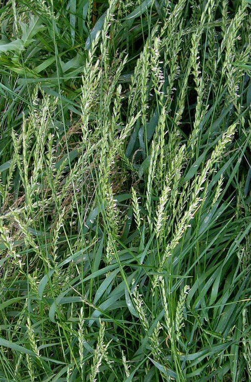 Пырей ползучий. Фото из открытых источников интернета. 