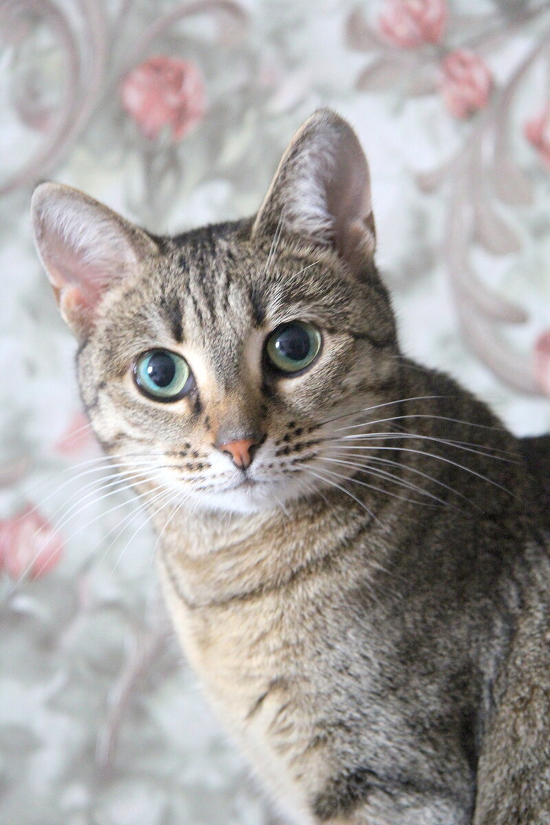 Вот она, наша очаровательная Мышелька!