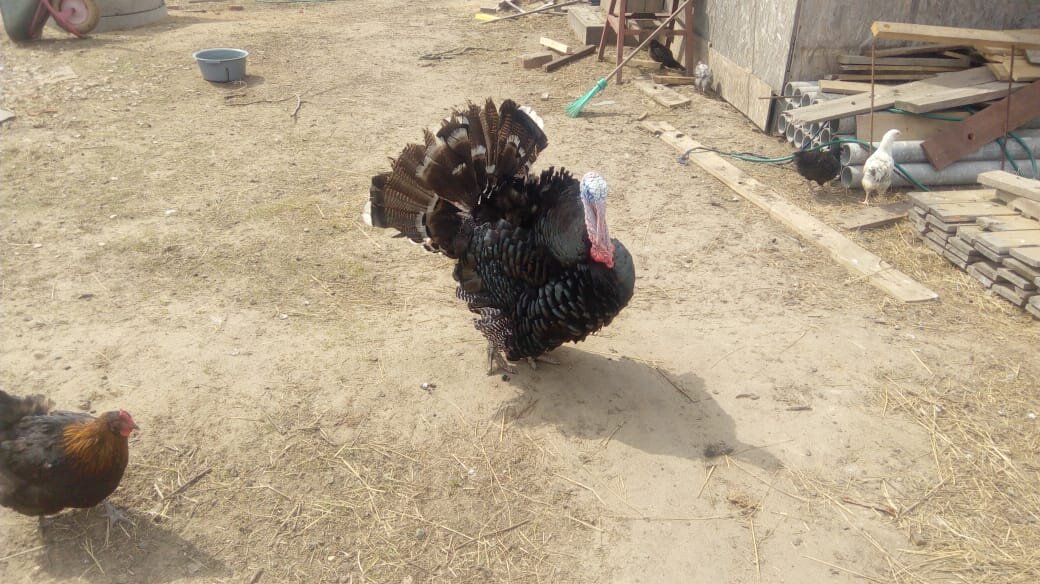 Очень дружелюбный индюк. 